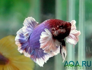 betta splendens Dumbo