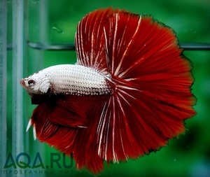 Betta Dragon HM