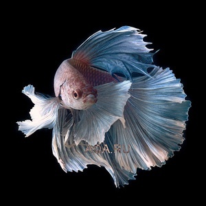  Betta splendens (Петушки)  