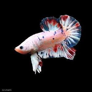 Betta splendens (Петушки) 