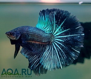 Betta splendens (Петушки) Орхидея