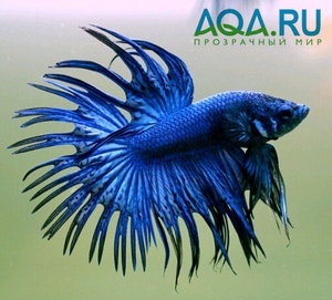 Betta splendens (Петушки) Crowntail 