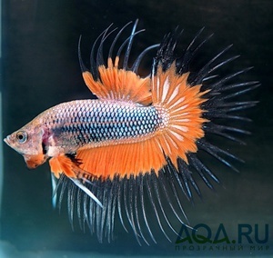 Betta splendens (Петушки) Crowntail 