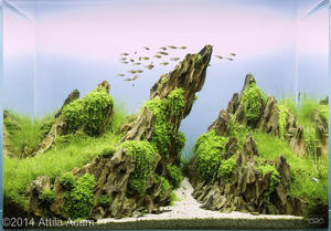 aquascape  dragon stone 