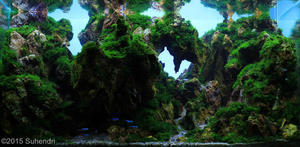 International Aquascaping Contest