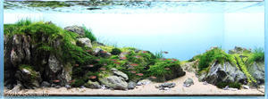 International Aquascaping Contest