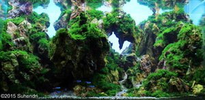 International Aquascaping Contest