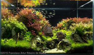 International Aquascaping Contest 