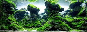 International Aquascaping Contest