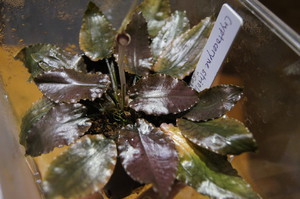 Cryptocoryne striolata (Криптокорина стриолата)