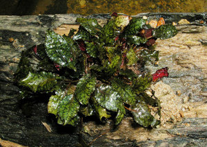 Cryptocoryne striolata (Криптокорина стриолата)