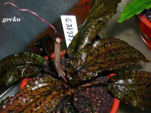 Cryptocoryne striolata (Криптокорина стриолата)