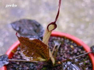 Cryptocoryne striolata (Криптокорина стриолата)