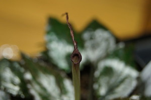 Cryptocoryne striolata (Криптокорина стриолата)