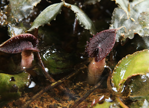 Cryptocoryne Nurii raubensis (Криптокорина Нури раубенсис) 