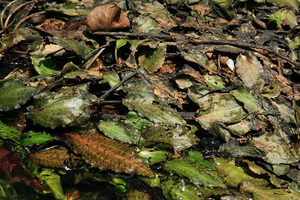 Cryptocoryne Nurii raubensis (Криптокорина Нури раубенсис) 