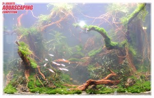 3rd Jakarta Aquascaping Competition