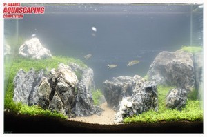 3rd Jakarta Aquascaping Competition