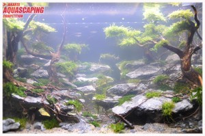 3rd Jakarta Aquascaping Competition