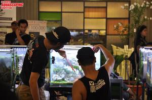 jakarta aquascaping 2017