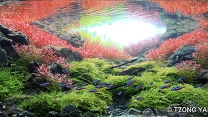 IIAC - ISTA International Aquascaping Contest 