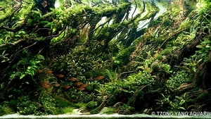 IIAC - ISTA International Aquascaping Contest 