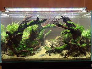 ISTA International Aquascaping Contest 