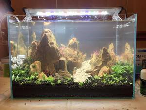 ISTA International Aquascaping Contest 