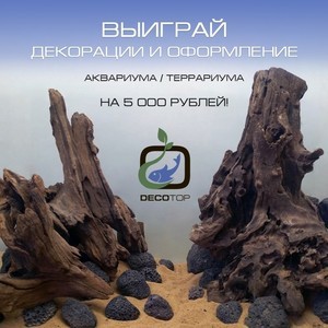 Decotop_Конкурс_Оформление