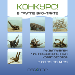 Конкурс_Decotop