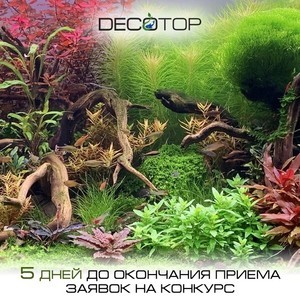 Decotop_КДА_2022