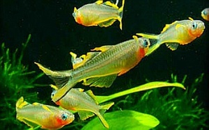 Pseudomugil furcatus/Попондета фурката 