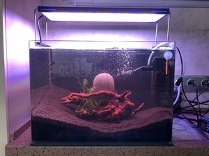 scape 40l