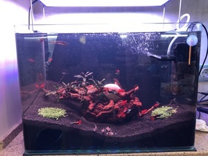 scape 40l