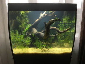 HAGEN FLUVAL Flex 34...ещё одна история