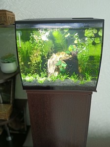 HAGEN FLUVAL Flex 34 ... возвращение к малым объемам