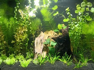 HAGEN FLUVAL Flex 34 ... возвращение к малым объемам