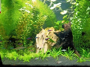 HAGEN FLUVAL Flex 34 ... возвращение к малым объемам