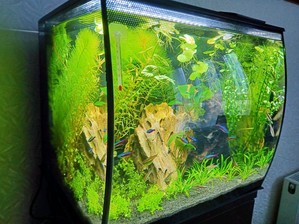 HAGEN FLUVAL Flex 34 ... возвращение к малым объемам