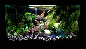 Разрыв шаблона - офисный Fluval Edge 2.0