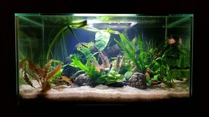 Разрыв шаблона - офисный Fluval Edge 2.0