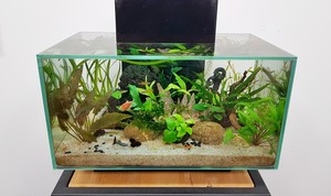 Разрыв шаблона - офисный Fluval Edge 2.0