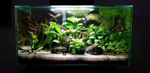 Разрыв шаблона - офисный Fluval Edge 2.0