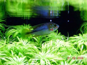 Apistogramma borelli