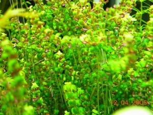 Rotala sp