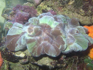 Trachyphyllia