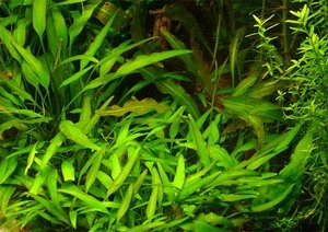 Cryptocoryne