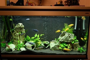 Cichlids