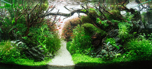 90x45x45 ADA style aquascape