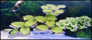 Salvinia cucullata, Salvinia natans